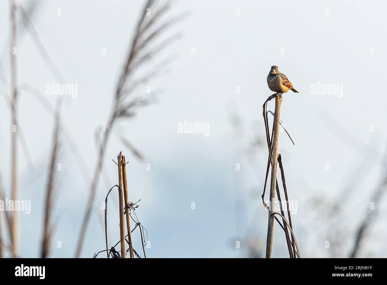 The Horsfield's bush lark perched on a dry reed. Stock Photo