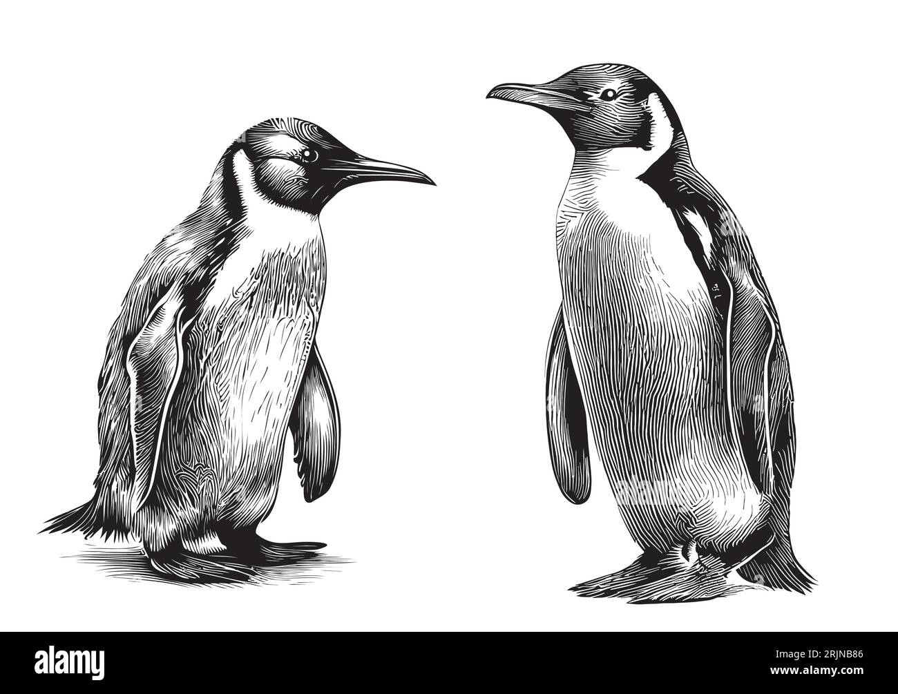 Cute Penguins sea animals hand drawn sketch Vector illustration Stock Vector