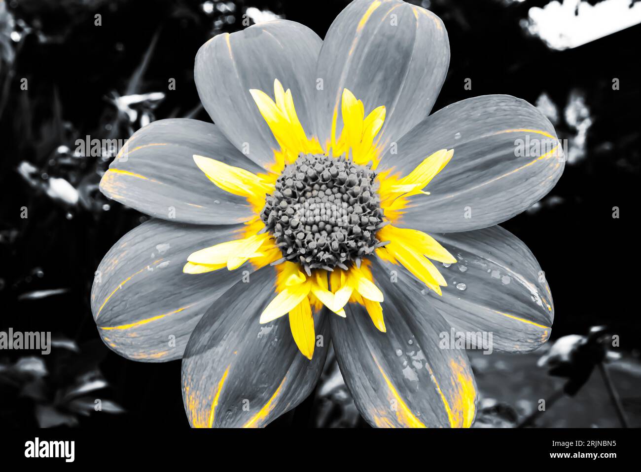 Dahlia in black and white with yellow Stock Photo Alamy