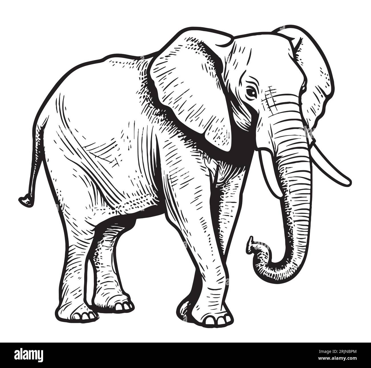 Elephant - drawing pencil, sketch Stock Vector by ©Mila_Endo 92097894