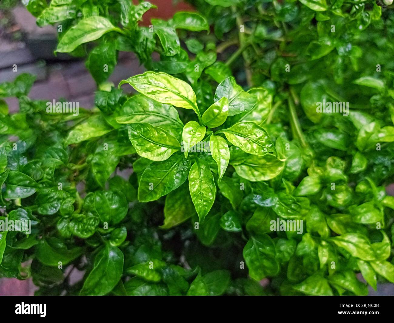 A close-up image of a lush green plant covered in glistening water ...