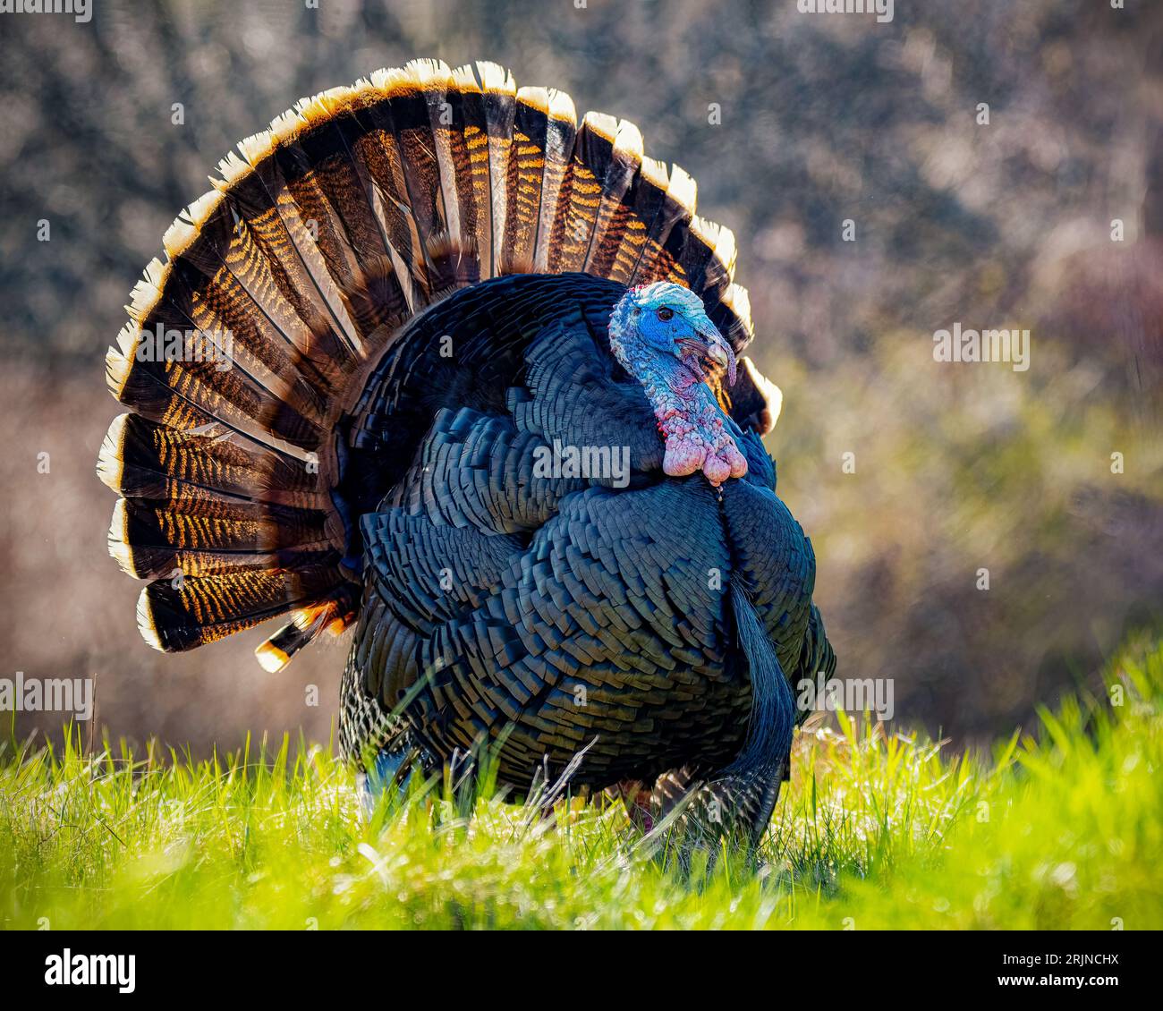 Turkey sitting in grass hi-res stock photography and images - Alamy