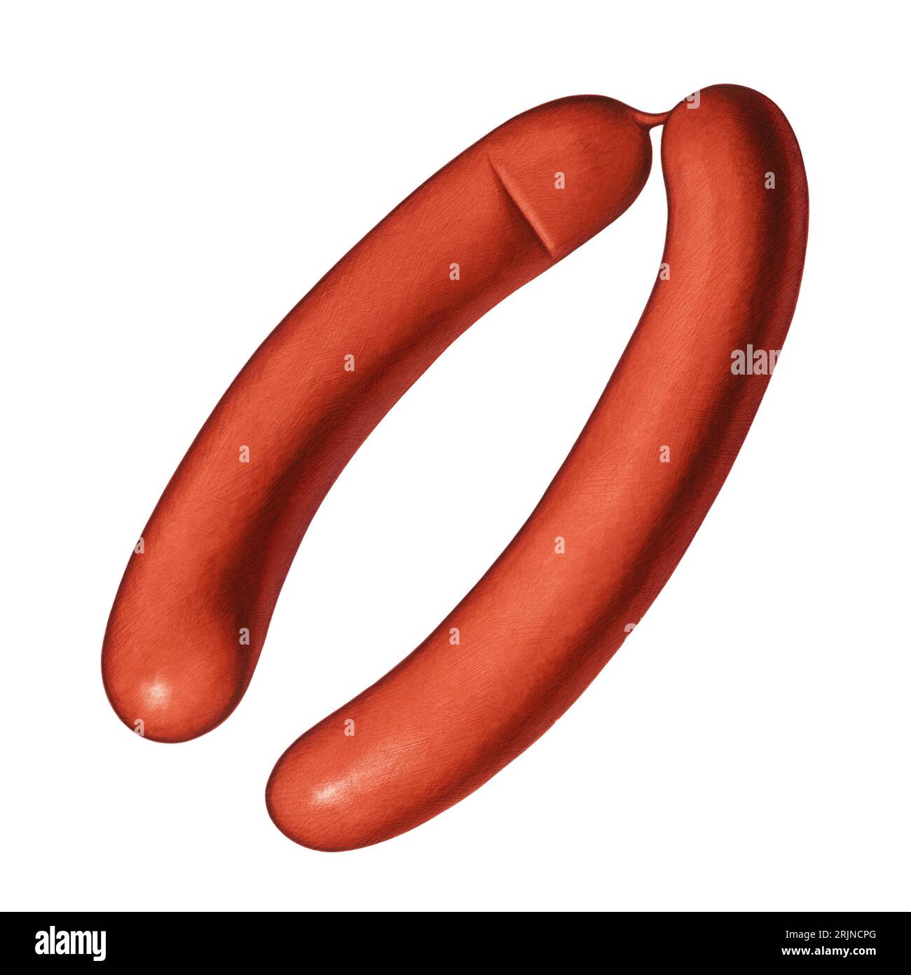 Illustration of a Pair of Sausages Isolated Stock Photo Alamy