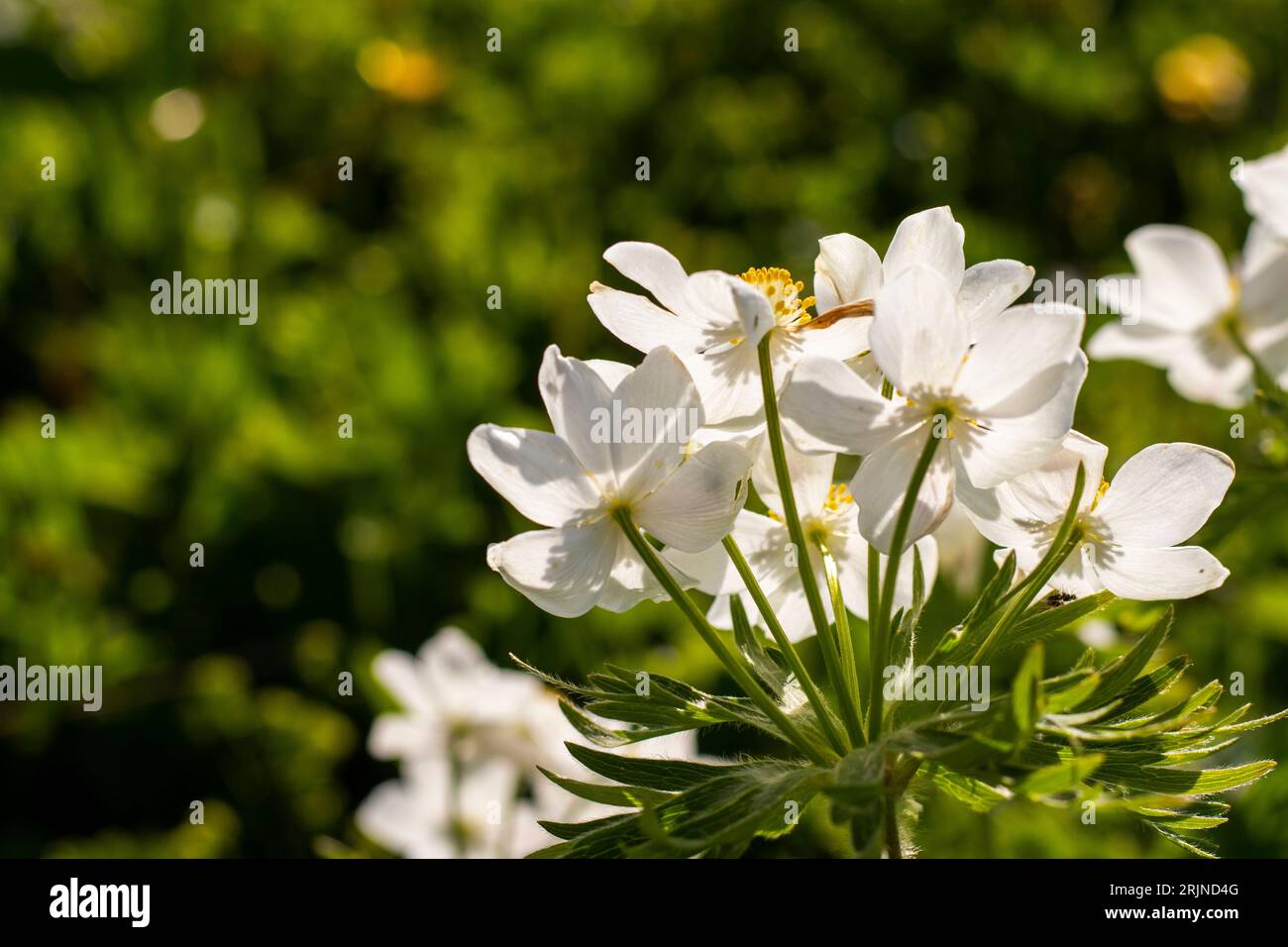 A closeup of white narcissus anemone on a green meadow Stock Photo