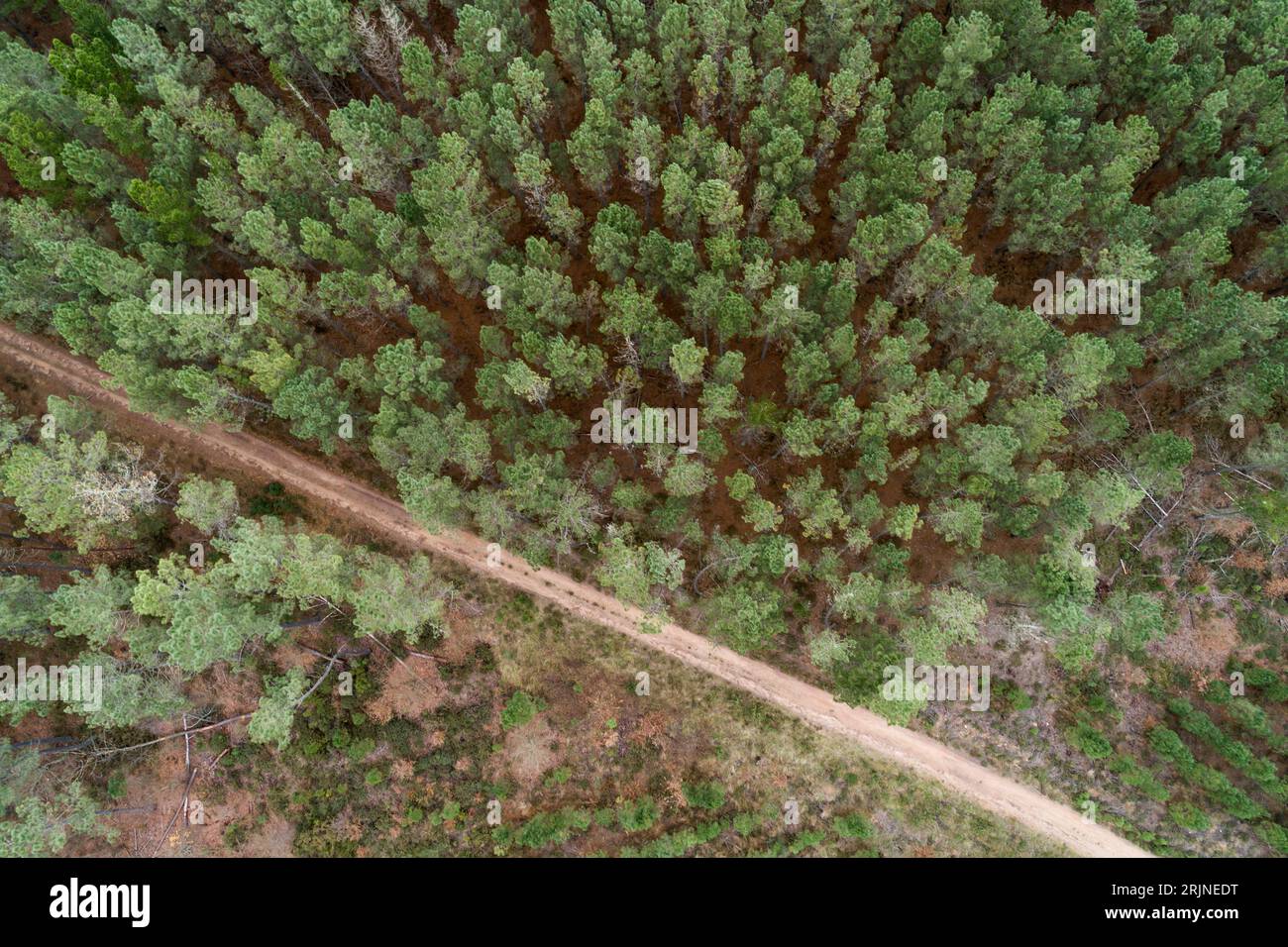 Aerial drone flyover pine tree hi-res stock photography and images - Alamy