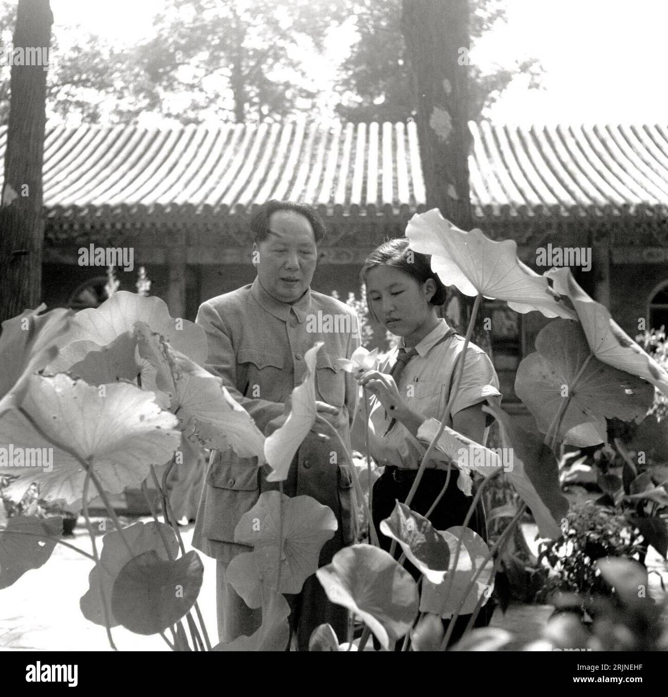 Mao Zedong (li., Staatspräsident Volksrepublik China) betrachtet mit Tochter Li Na (CHN) eine Lotusblume in Beijing Stock Photo