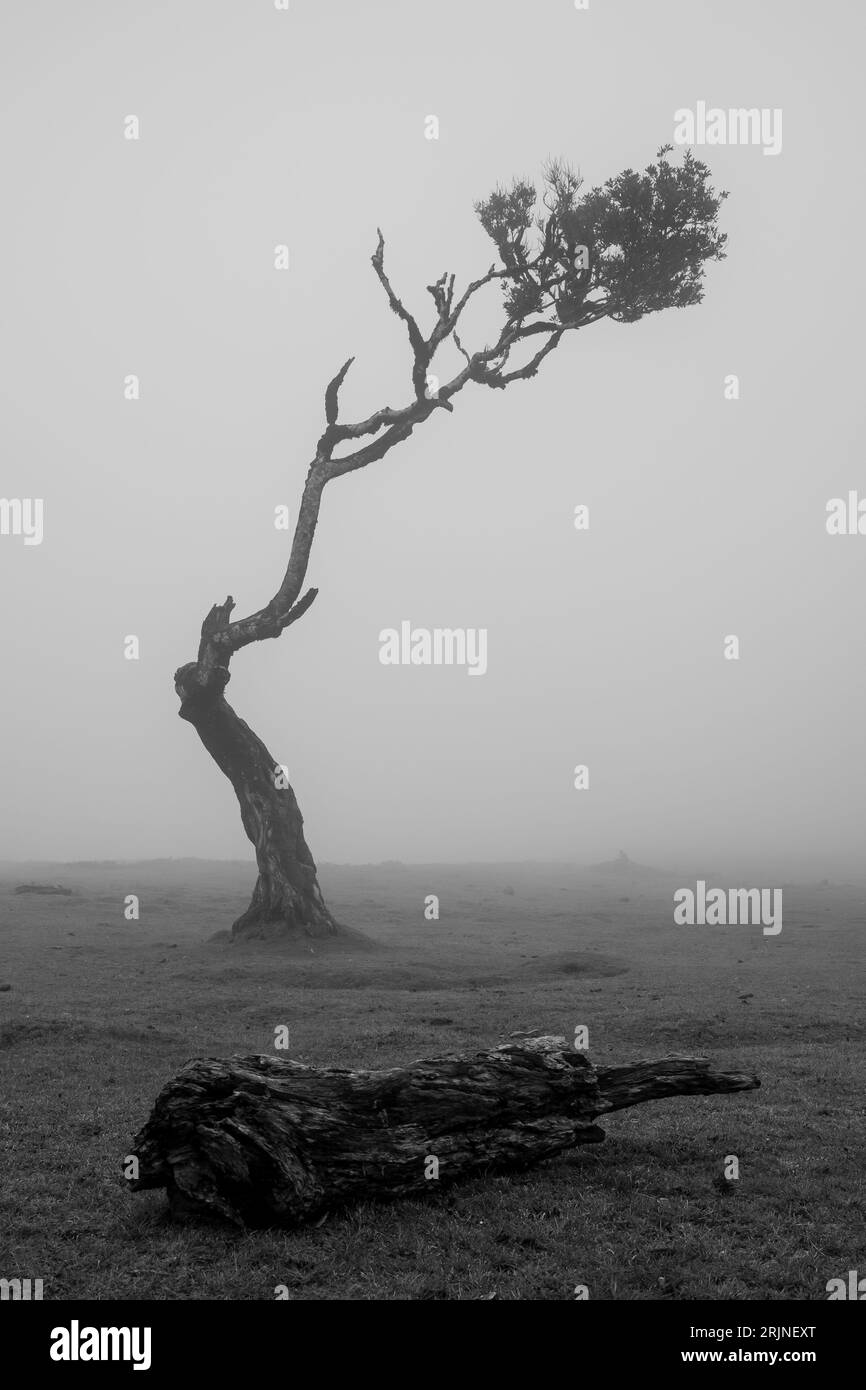 A lush forest of trees covered in mist in the Fanal forest in Madeira, creating a dreamy, mystical atmosphere Stock Photo