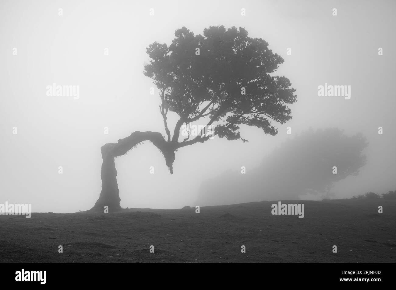 A lush forest of trees covered in mist in the Fanal forest in Madeira, creating a dreamy, mystical atmosphere Stock Photo