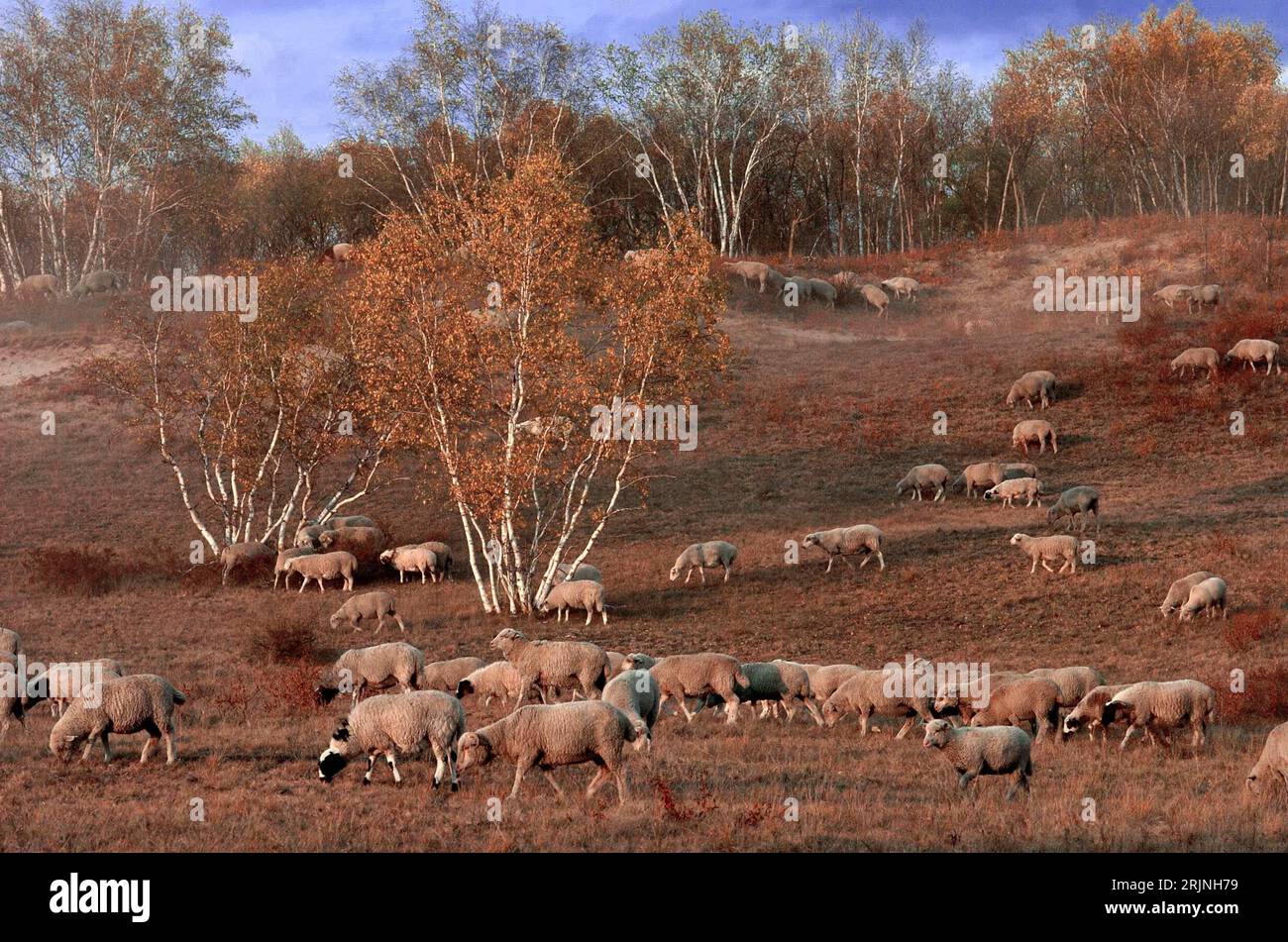 Bildnummer: 50942338  Datum: 07.10.2005  Copyright: imago/Xinhua Weidende Schafe an einem Hang in der Inneren Mongolei Chinas PUBLICATIONxNOTxINxCHN, Landschaft , Tiere; 2005, Xilin Gol, Xilingol, Autonomes Gebiet Innere Mongolei, autonome, Säugetier, Säugetiere, Schaf, Schafe, Nutztier, Nutztiere, weiden, weidet, weidend, Herde, Herden, Schafherde, Schafherden, Schafweide, Hänge; , quer, Kbdig, Herbst, Jahreszeit, Totale, Landwirtschaft, Wirtschaft, China,  , Stock Photo