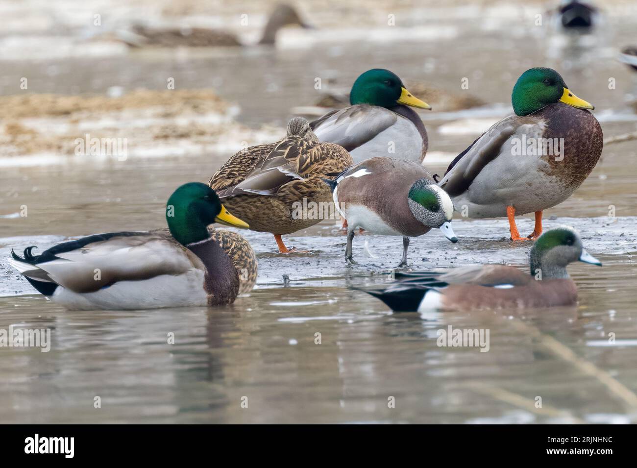 A flock of ducks wading in the shallow water of a beach shoreline Stock Photo