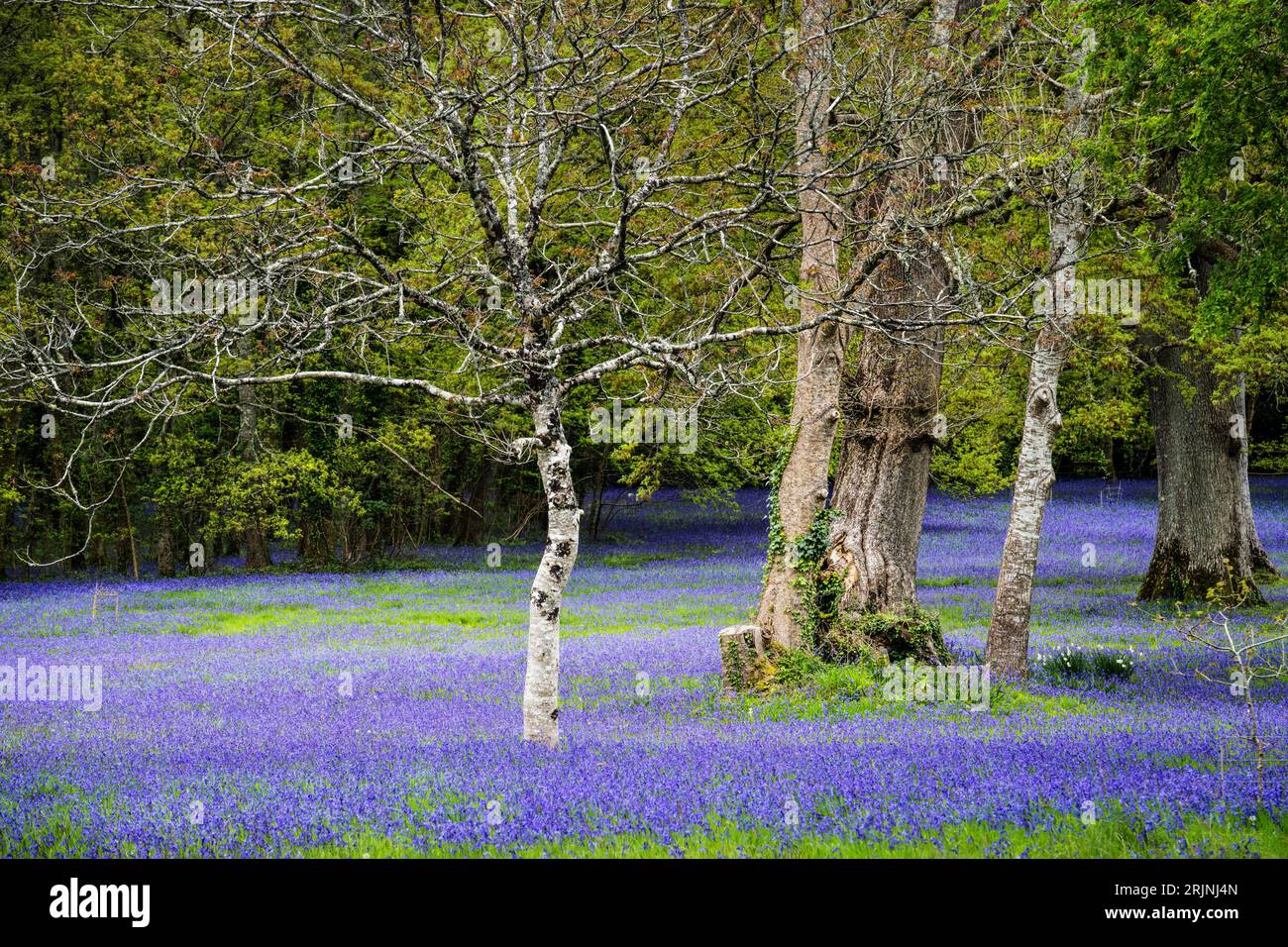 A field of Common English Bluebells Hyacinthoides non-script in the quiet  historic Enys Gardens in Penryn in Cornwall in the UK. Stock Photo