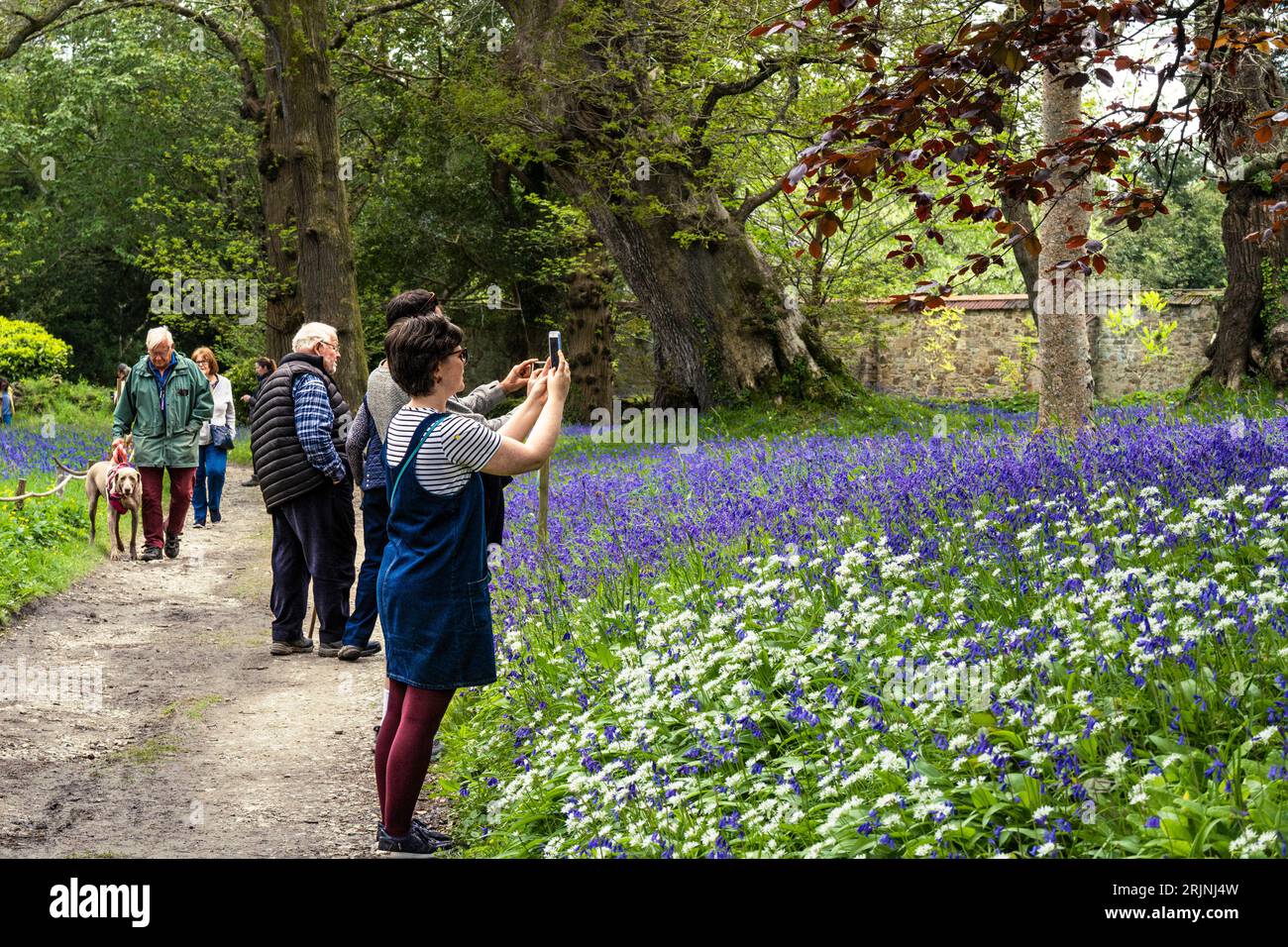 People visiting the Annual Bluebll Festival at the historic Enys Gardens in Penryn in Cornwall in the UK. Stock Photo
