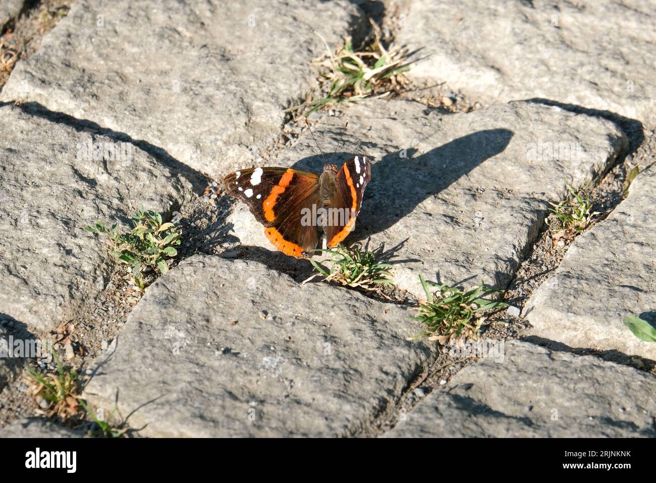 Close up Red Admiral Vanessa atalanta butterfly on the ground. Selective focus included. Stock Photo