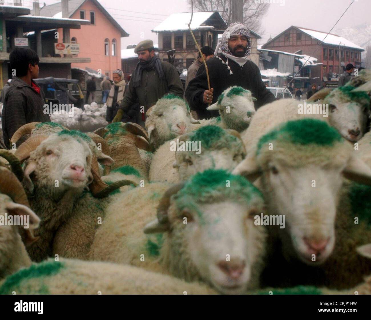 Bildnummer: 51050869  Datum: 07.01.2006  Copyright: imago/Xinhua Einheimischer Schafhirte treibt seine mit Farbe markierte Herde nach Srinagar  - Kashmir - PUBLICATIONxNOTxINxCHN, Personen , Tiere; 2006, Kashmir, Kaschmir, Srinagar, Schaf, Schafe, Herde, Herden, Schafherde, Schafherden, Hirte, Hirten, Schafhirte, Schafhirten, Nutztiere, Säugetiere, markiert, markiertes, Mann, Männer, Eid, Einheimische; , quer, Kbdig, Gruppenbild, Landwirtschaft, Wirtschaft, Indien / Nutztier Stock Photo