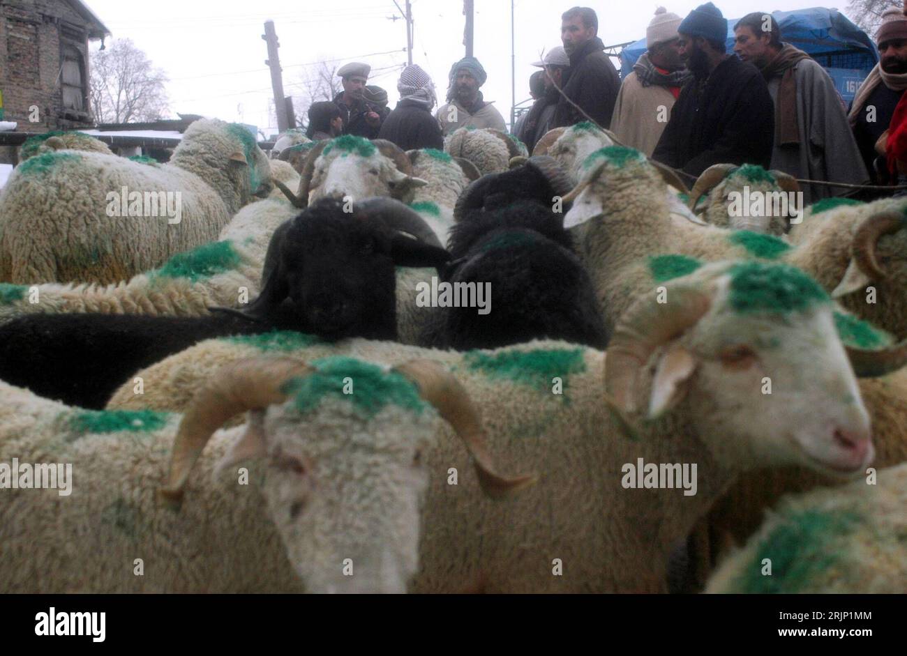 Bildnummer: 51050873  Datum: 07.01.2006  Copyright: imago/Xinhua Mit Farbe markierte Schafherde drängt sich auf dem Markt in Srinagar -  - Kashmir - PUBLICATIONxNOTxINxCHN, Tiere , Personen; 2006, Kashmir, Kaschmir, Srinagar, Schaf, Schafe, Herde, Herden, Schafherde, Schafherden, Nutztiere, Säugetiere, markiert, markiertes, Eid; , quer, Kbdig, Totale, Landwirtschaft, Wirtschaft, Indien / Nutztier Stock Photo