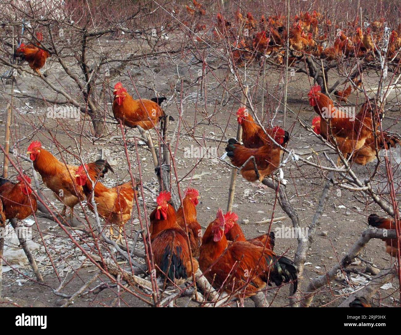 China huhn hires stock photography and images Alamy