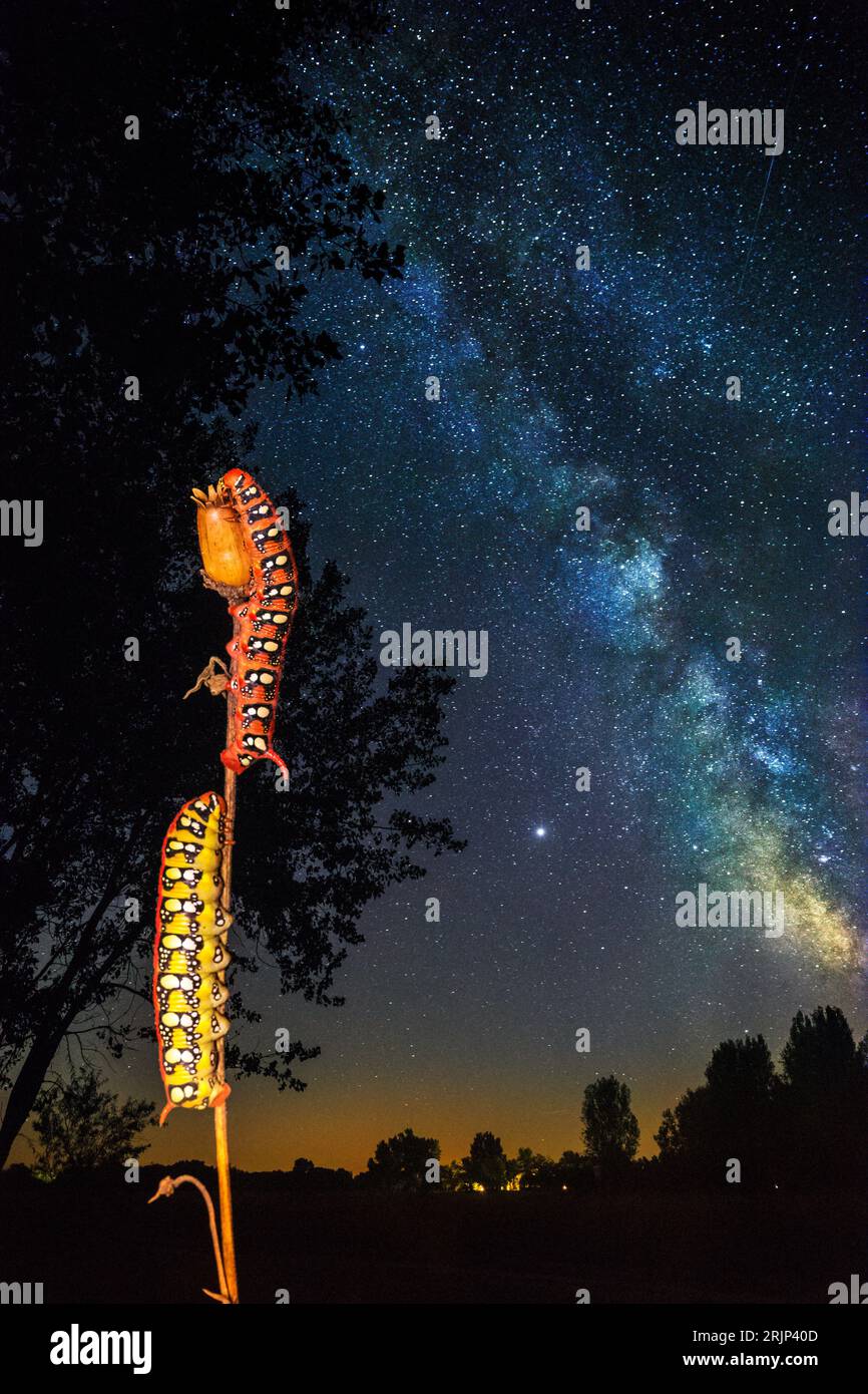 Curious caterpillars hi-res stock photography and images - Alamy