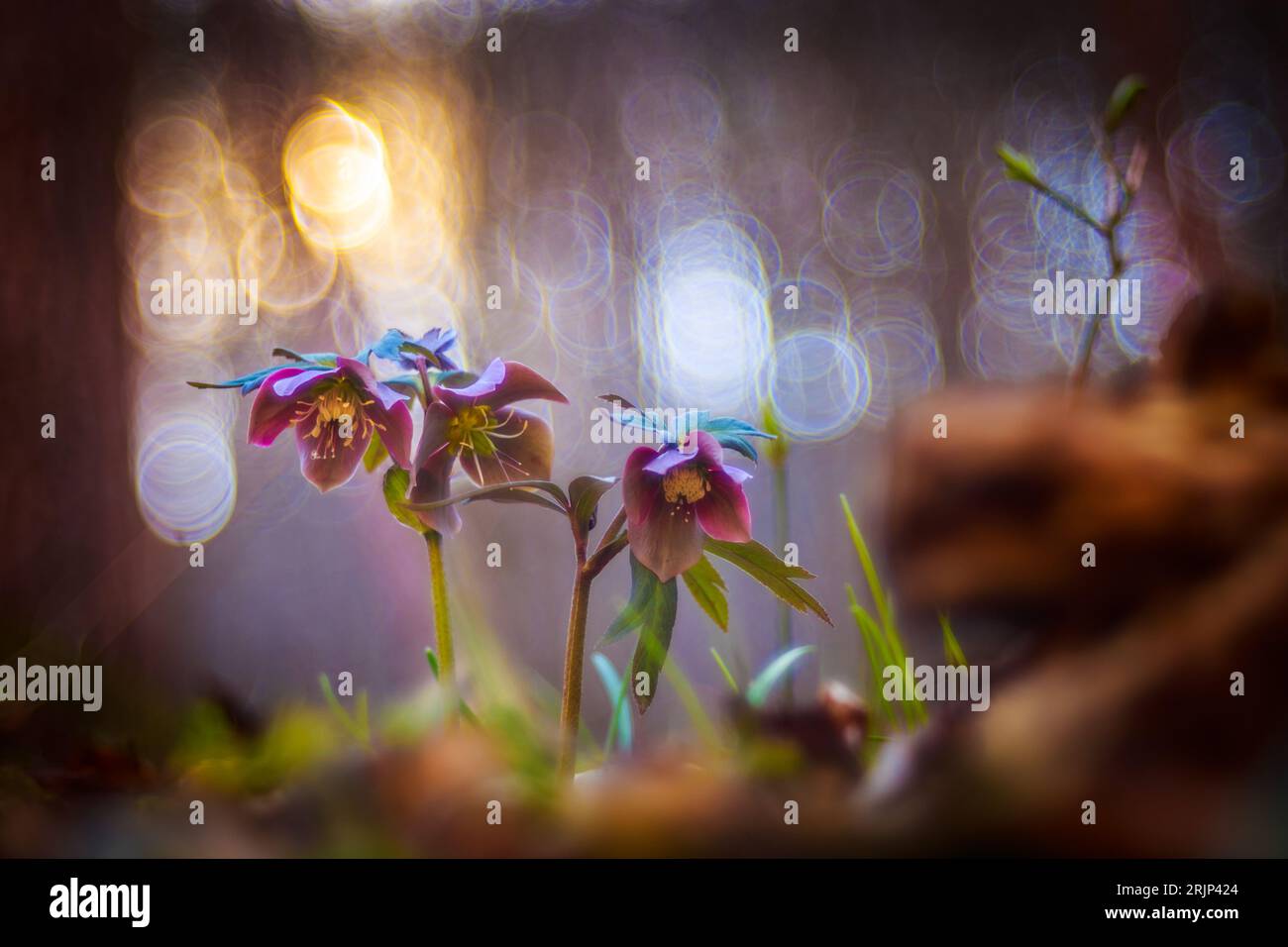 Cluster of hellebores hi-res stock photography and images - Alamy