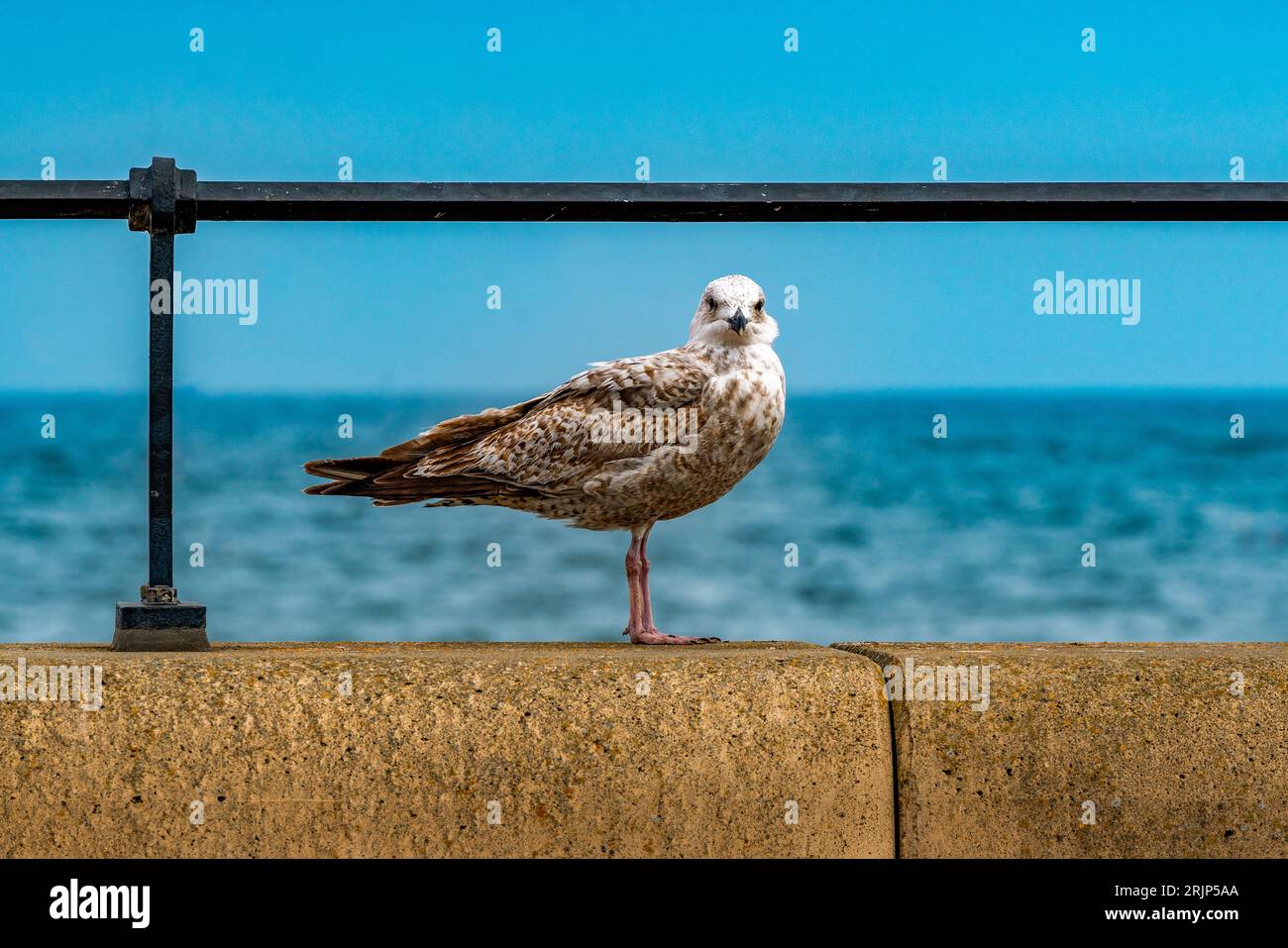 Seaside Towns, seaguls,beaches and wind farms Stock Photo