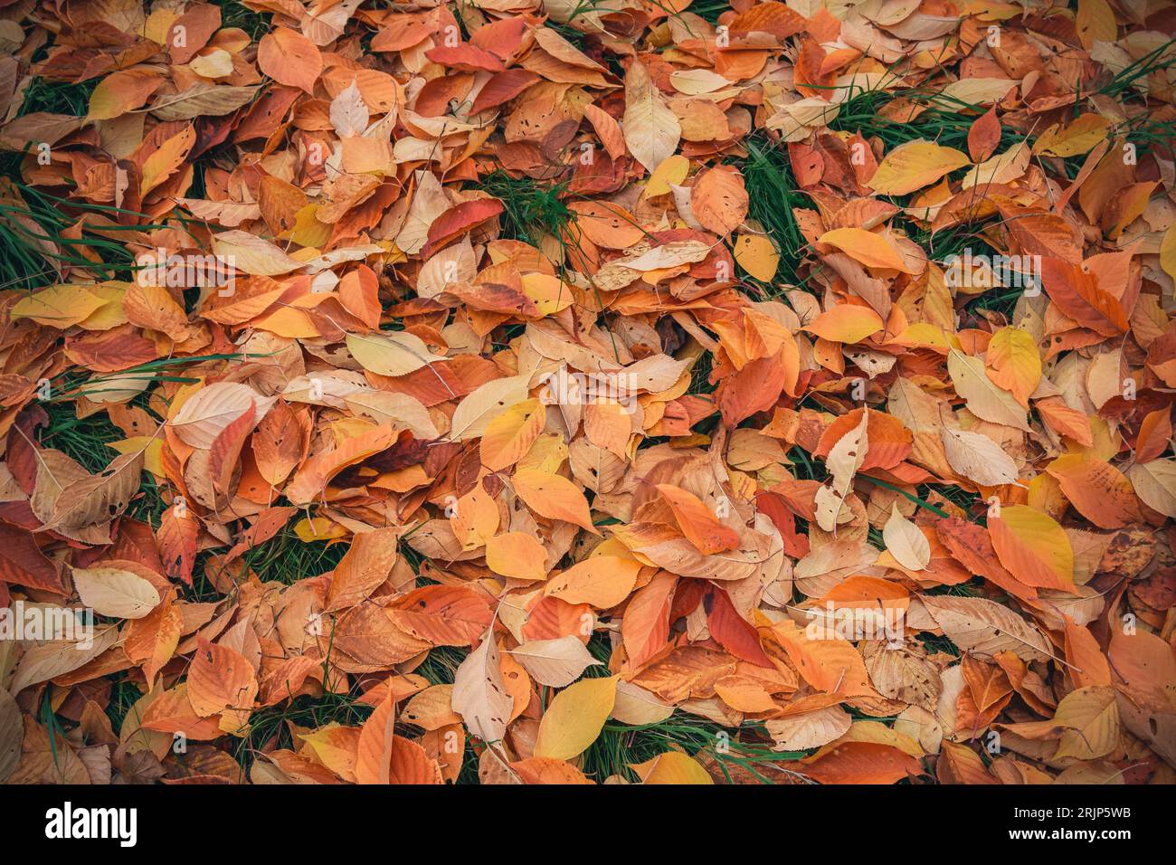 Autumn colored leaves in the park VIII Stock Photo - Alamy