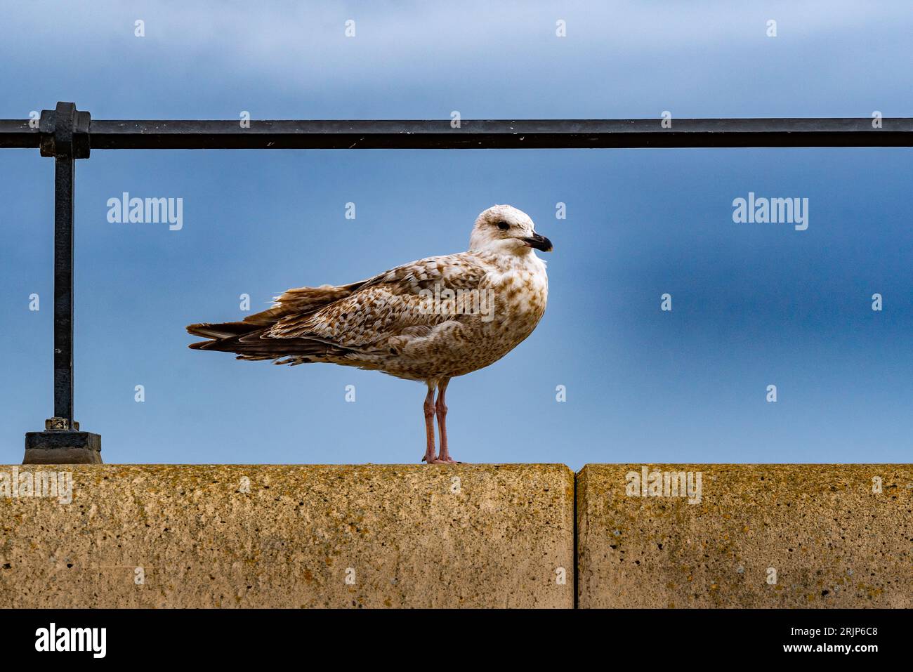 Seaside Towns, seaguls,beaches and wind farms Stock Photo