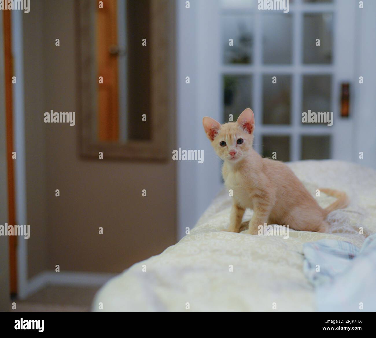 A cute Devon Rex kitten standing on a bed, looking directly at the camera in a calm, curious manner Stock Photo