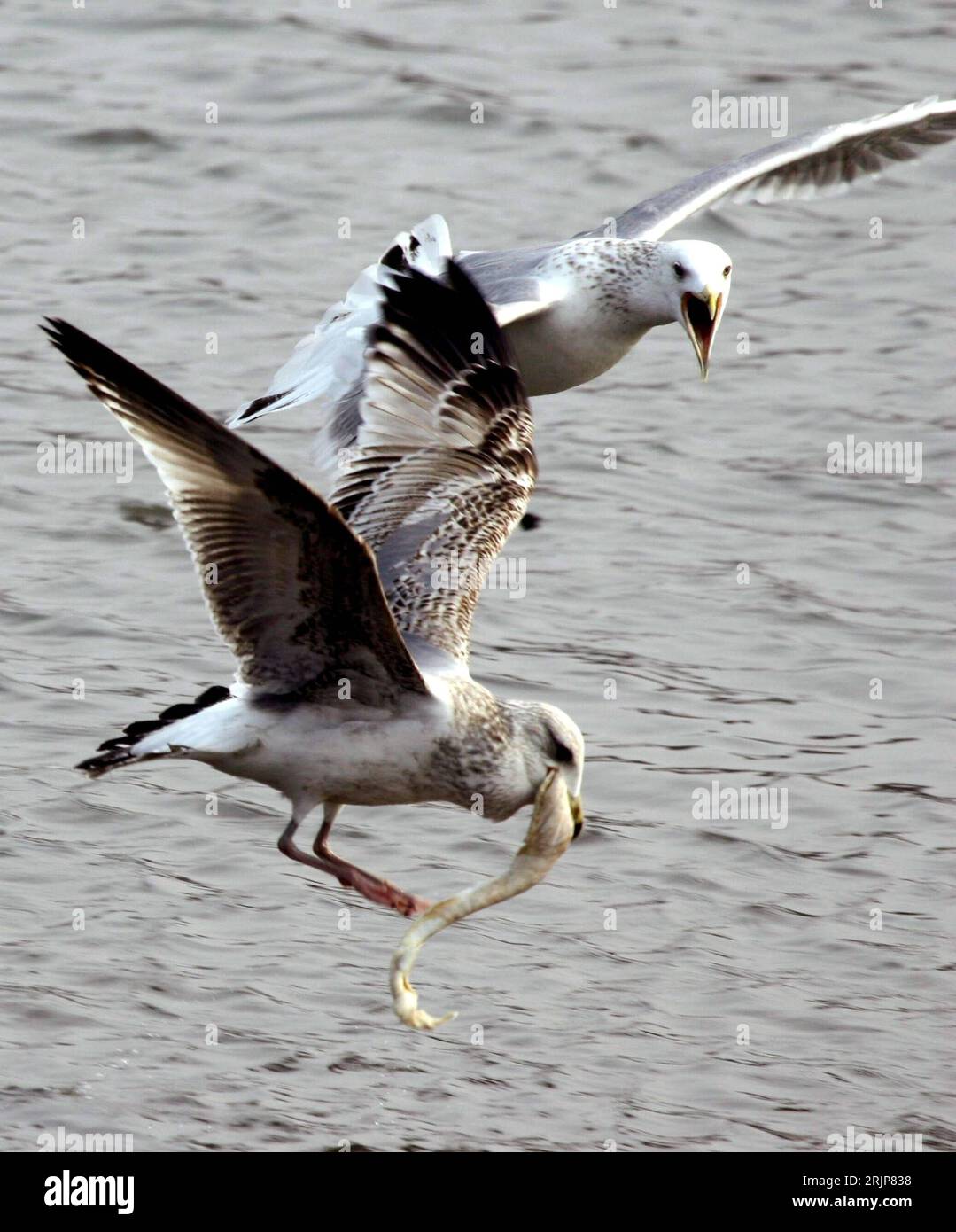 Bildnummer: 51118443  Datum: 20.02.2006  Copyright: imago/Xinhua Möwen schlagen sich um einen erbeuteten Fisch in Qinhuangdao in der chinesischen Provinz Hebei - PUBLICATIONxNOTxINxCHN, Tiere , Kampf; 2006, Qinhuangdao, Möwen, fliegt, fliegen, fliegend, Zugvogel, Zugvögel, Vögel, kämpfen, kämpft, Beute, Beutetier, Beutetiere, Futterneid; , hoch, Kbdig, Gruppenbild, China,  , Stock Photo