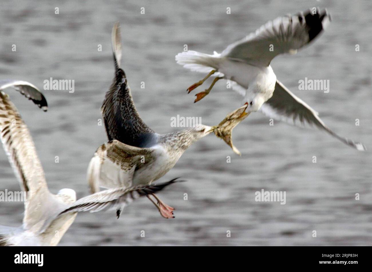 Bildnummer: 51118444  Datum: 20.02.2006  Copyright: imago/Xinhua Möwen schlagen sich um einen erbeuteten Fisch in Qinhuangdao in der chinesischen Provinz Hebei - PUBLICATIONxNOTxINxCHN, Tiere , Kampf; 2006, Qinhuangdao, Möwen, fliegt, fliegen, fliegend, Zugvogel, Zugvögel, Vögel, kämpfen, kämpft, Beute, Beutetier, Beutetiere, Futterneid; , quer, Kbdig, Gruppenbild, China,  , Stock Photo