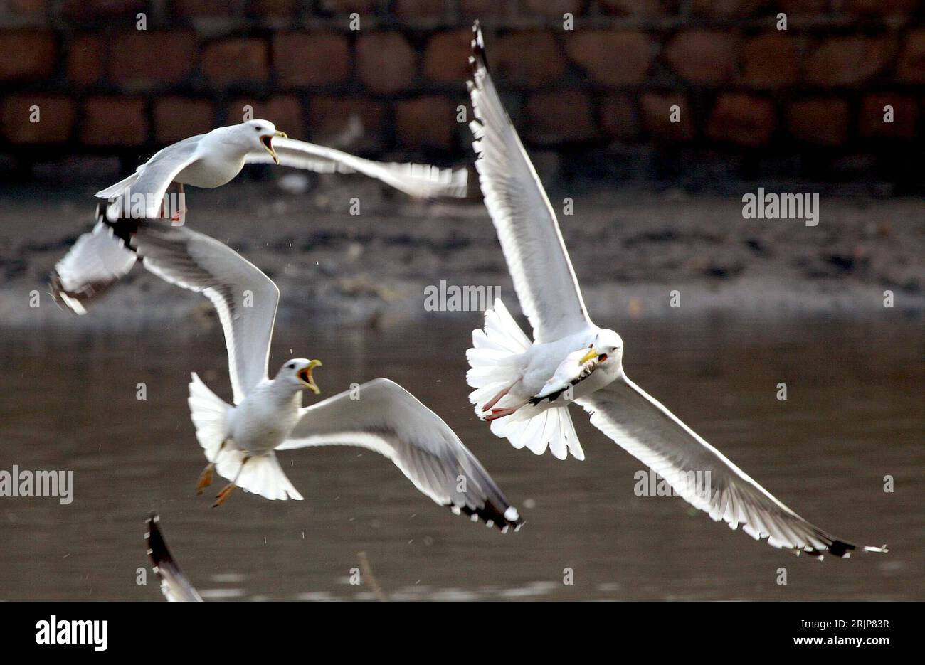 Bildnummer: 51118442  Datum: 20.02.2006  Copyright: imago/Xinhua Möwen schlagen sich um einen erbeuteten Fisch in Qinhuangdao in der chinesischen Provinz Hebei - PUBLICATIONxNOTxINxCHN, Tiere , Kampf; 2006, Qinhuangdao, Möwen, fliegt, fliegen, fliegend, Zugvogel, Zugvögel, Vögel, kämpfen, kämpft, Beute, Beutetier, Beutetiere, Futterneid; , quer, Kbdig, Gruppenbild, China,  , Stock Photo