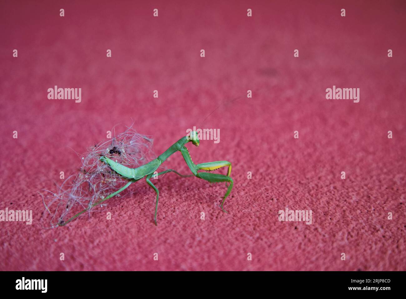 praying mantis insect Stock Photo
