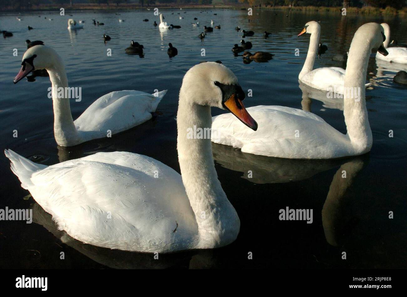 London teiche hires stock photography and images Alamy