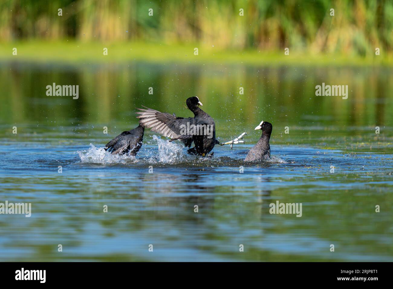 A high-resolution shot of a group of Eurasian coots (Fulica atra ...