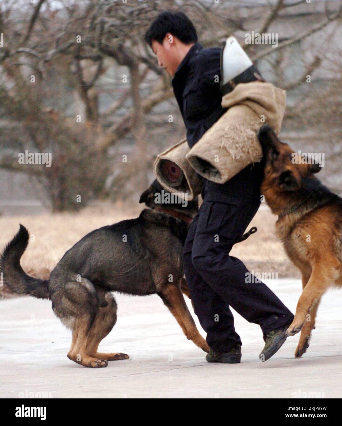 Bildnummer: 51135625  Datum: 26.02.2006  Copyright: imago/Xinhua Hunde mit ihrem Ausbilder beim Training in Jinan - China PUBLICATIONxNOTxINxCHN, Personen , Tiere; 2006, Hunde, Säugetier, Säugetiere, Polizeihund, Polizeihunde, Hundetraining, Hundeerziehung, beißen, beißt, beißend, Hundeausbildung, Ausbildung, Training, fangen, Hundeausbilder, Trainer, Hundetrainer, Mann, Männer, Schäferhund, Schäferhunde; , hoch, Kbdig, Gruppenbild, China,  , Stock Photo