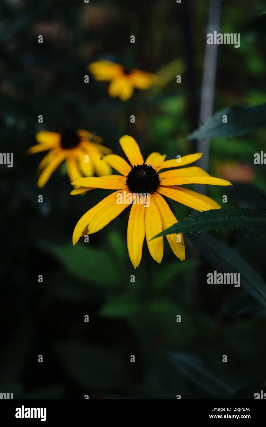 Black eyed susan- Summer perennials, selective focus Stock Photo