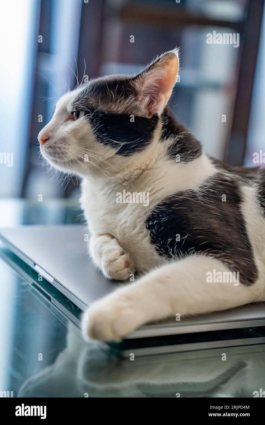 A black and white cat lying on a closed laptop on a glass table Stock Photo Alamy