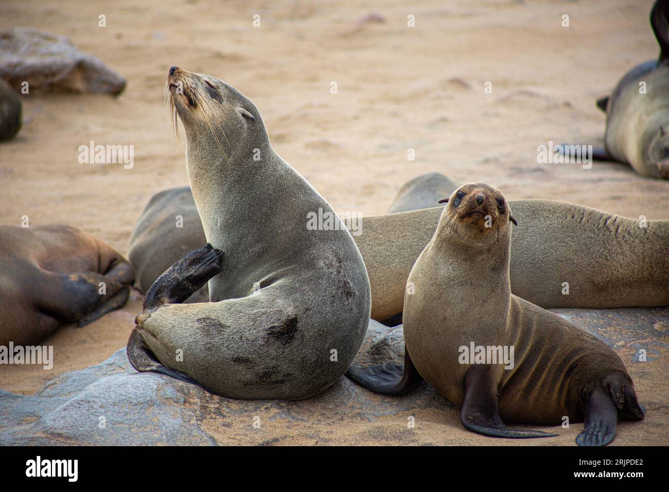 The seals resting on the sandy beach in a relaxed pose Stock Photo - Alamy