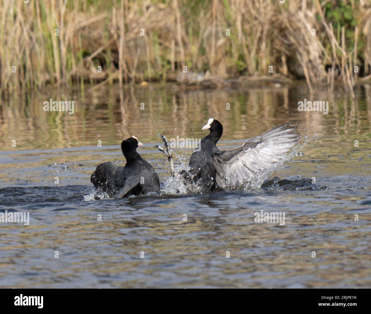 Two black ducks engaged in a playful splash battle in a shallow pond Stock Photo