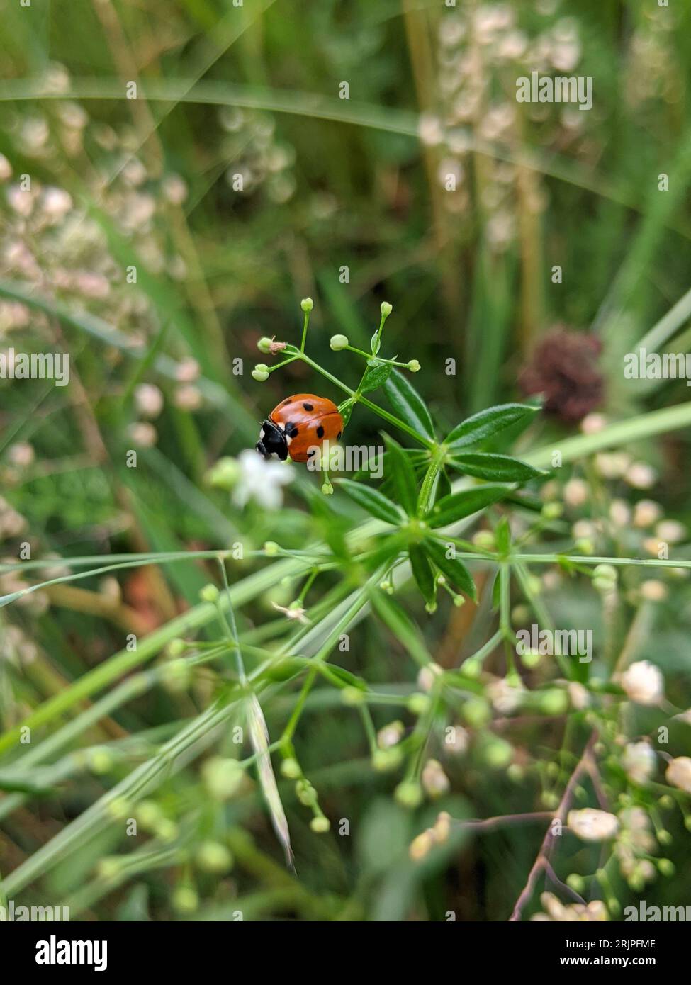 An adorable red ladybug standing on a green stem of delicate, pastel pink flowers Stock Photo