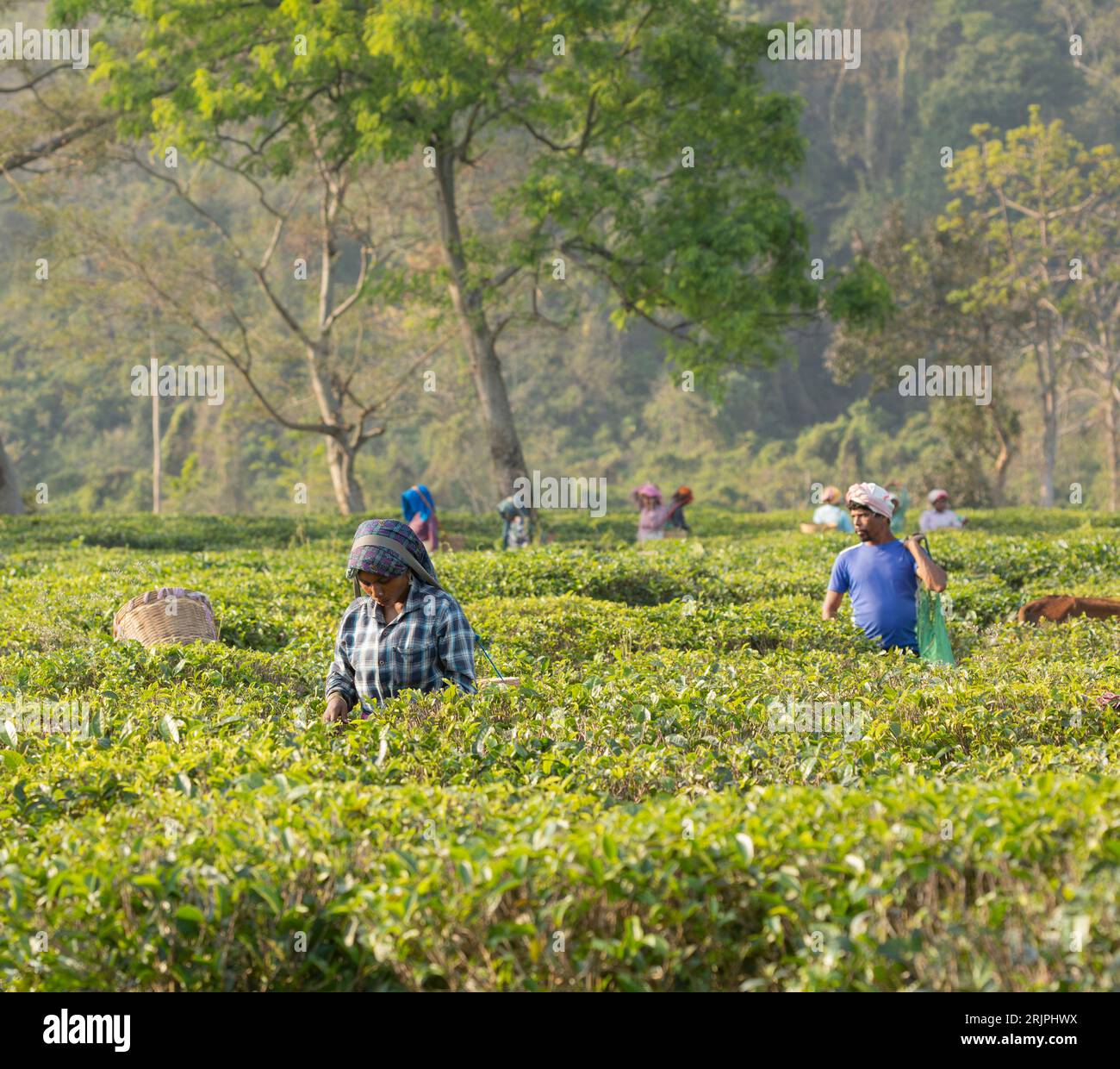 Tea pickers in a tea garden in Assam, India, Stock Photo