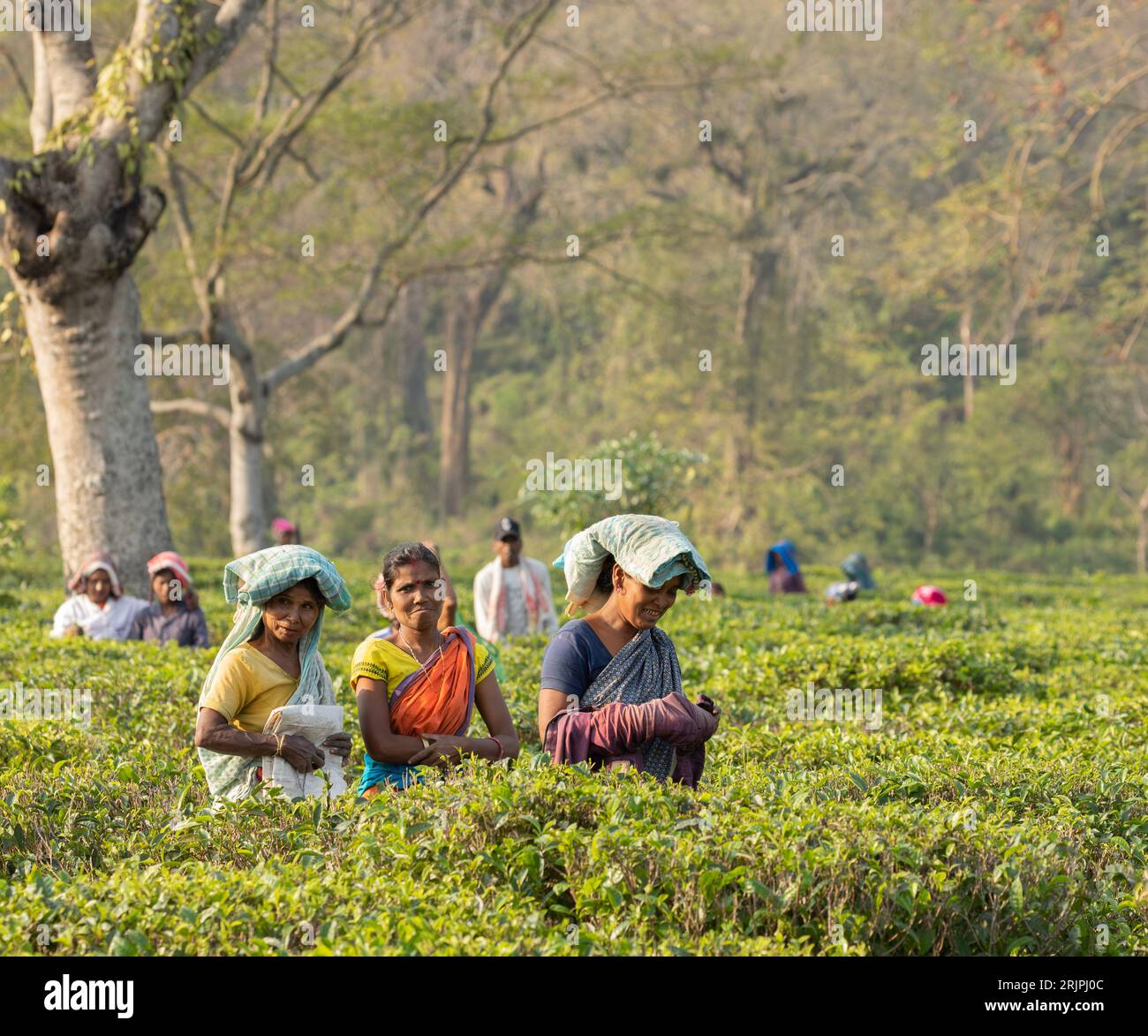 Tea pickers in a tea plantation in Assam, India. Stock Photo
