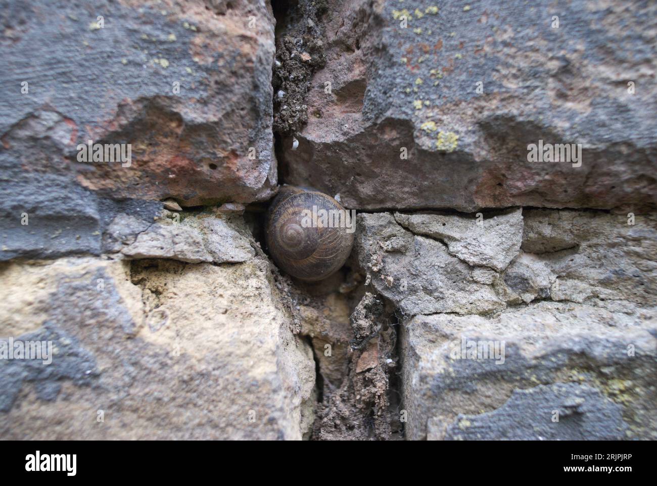 A close-up shot of a snail crawling on a stone wall with cracks and fissures in the surface Stock Photo
