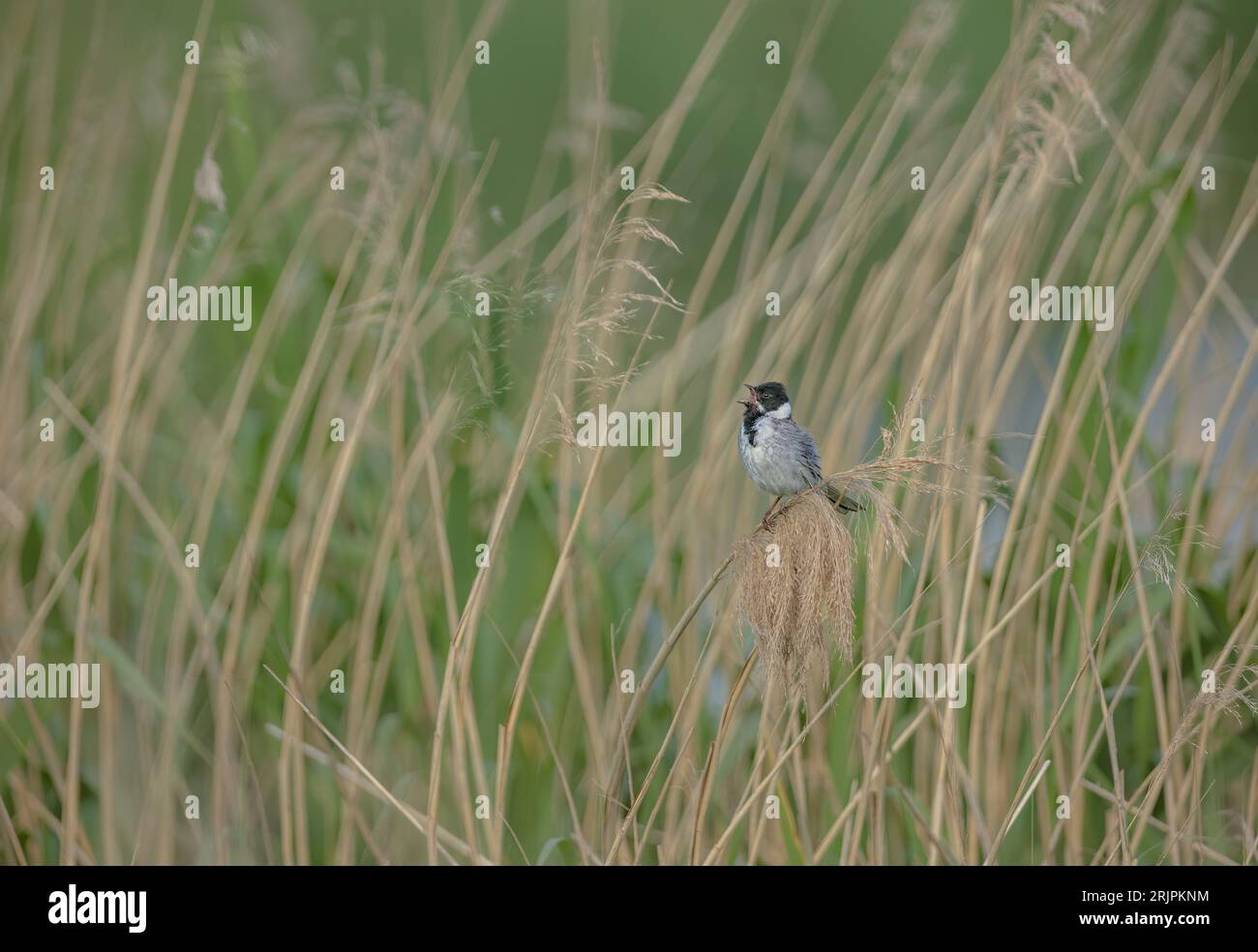 Perched on the stem of a reed hi-res stock photography and images - Alamy