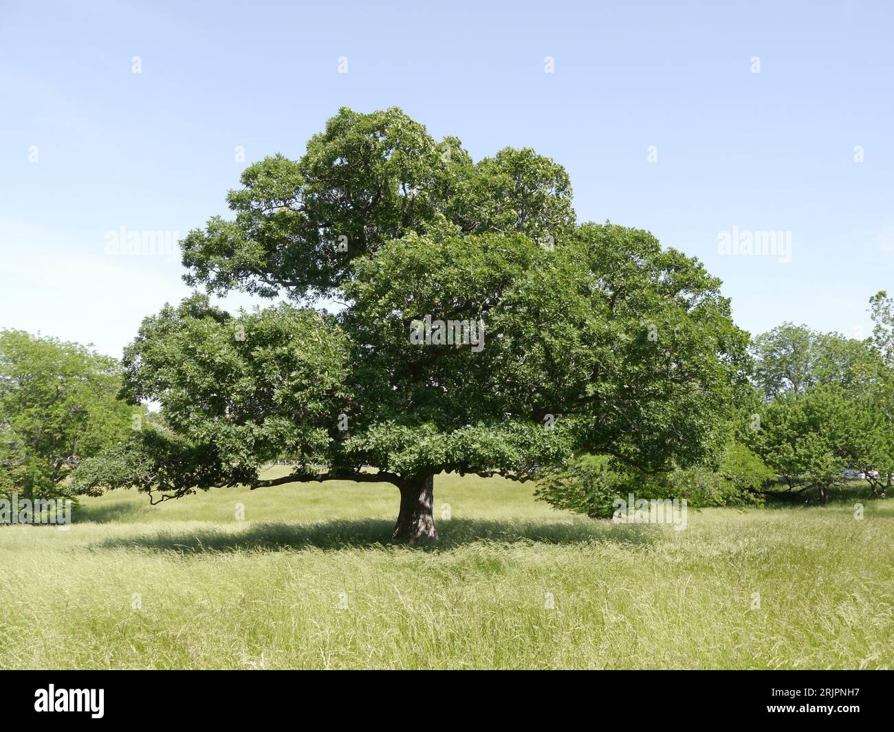 A majestic burr oak tree in a grassy field in Missouri Stock Photo Alamy