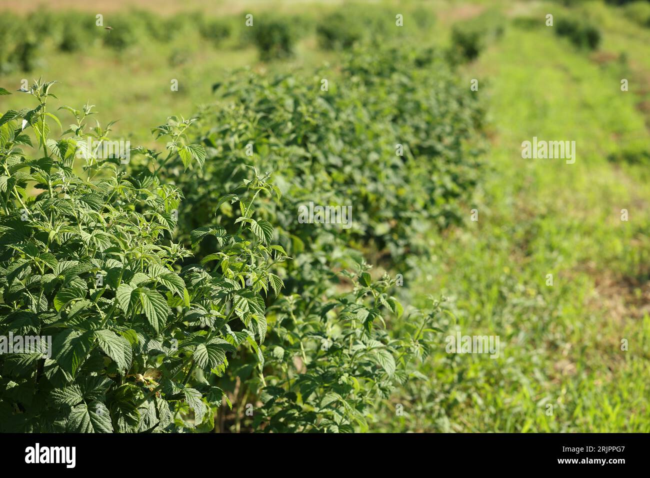 Raspberry bushes with green leaves growing outdoors Stock Photo Alamy