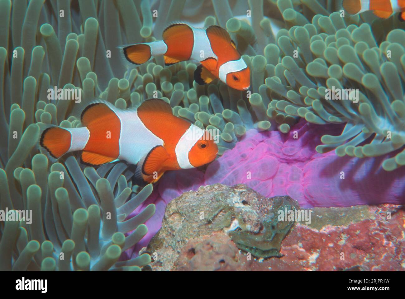 False clown anemonefish [Amphiprion ocellaris] male and female, clearing base of anemone prior to egg laying.  Raja Ampat, West Papua. Stock Photo