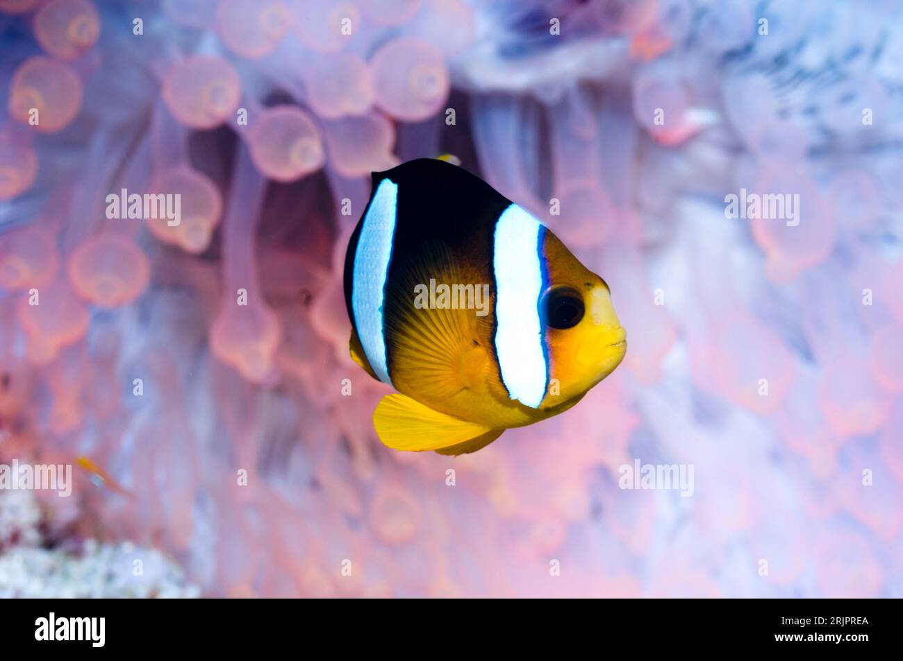 Clark's anemonefish (Amphiprion clarkii) in Bubble tip anemone (Entacmaea quadricolor).  Orange/red fluorescing.  The tentacles are usually a dull bro Stock Photo
