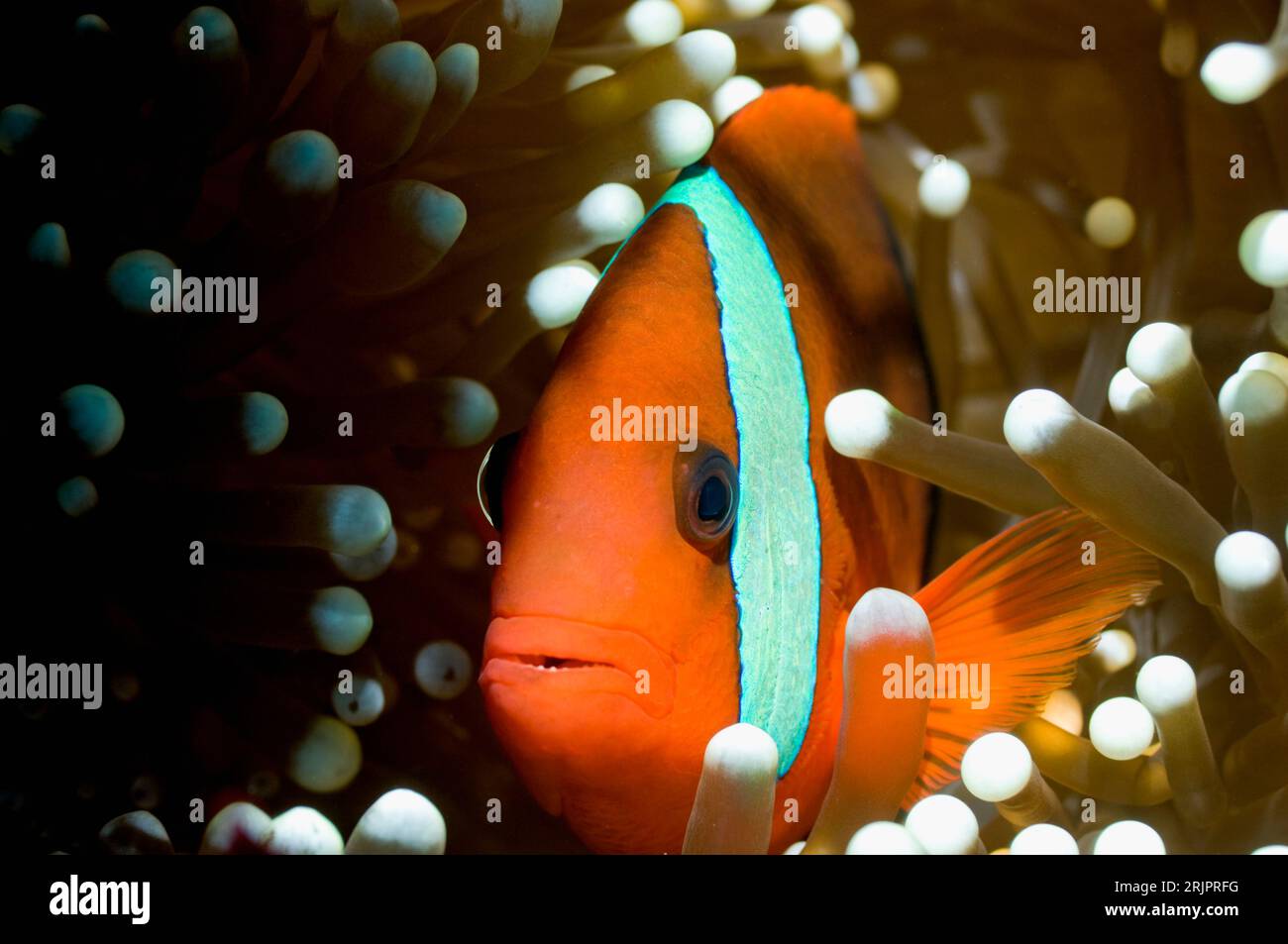 Red and black anemonefish (Amphiprion melanopus).  Raja Ampat, West Papua, Indonesia. Stock Photo