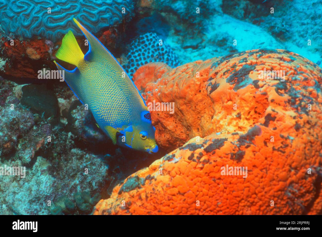 Queen angelfish (Holacanthus ciliaris) swimming over coral reef ...