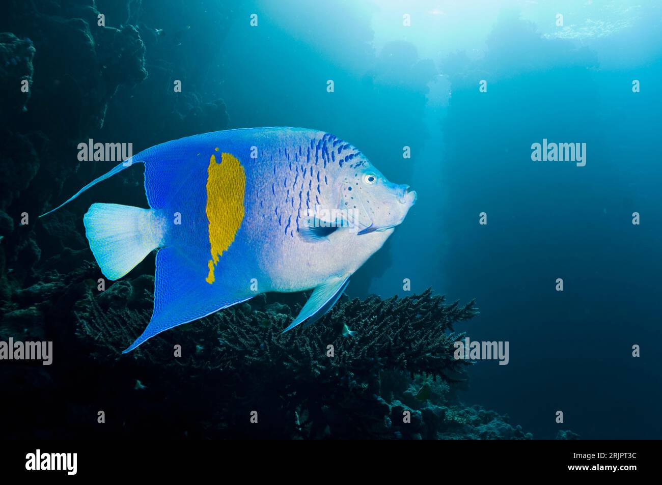 Yellowbar angelfish (Pomacanthus maculosus).  Red Sea, Egypt. Stock Photo