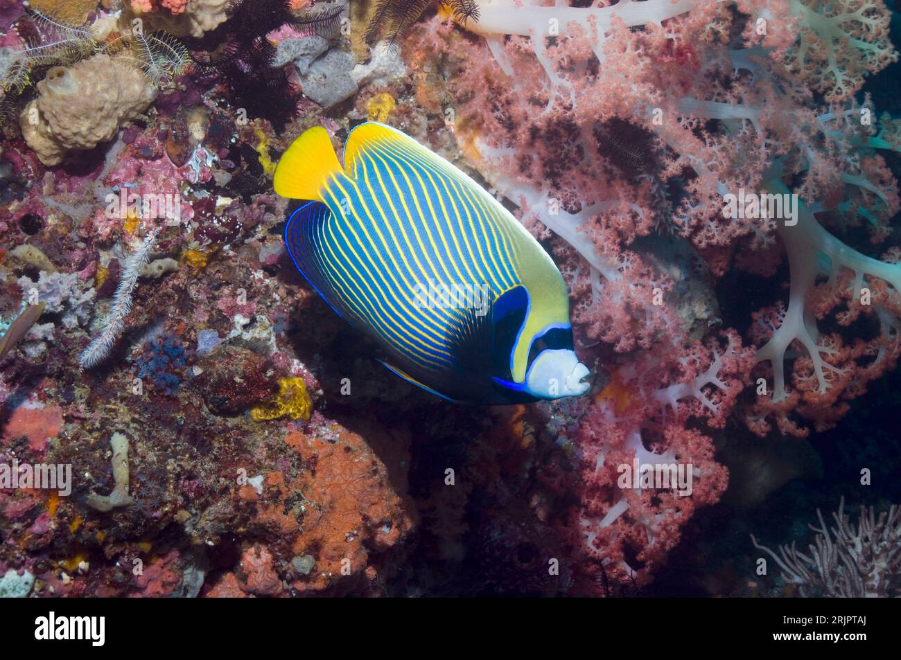 Emperor angelfish (Pomacanthus imperator) swimming past coral wall with invertabrates and soft corals.  Rinca, Indonesia. Stock Photo
